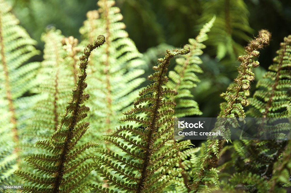 Fern Palmes - Photo de Nouvelle-Zélande libre de droits