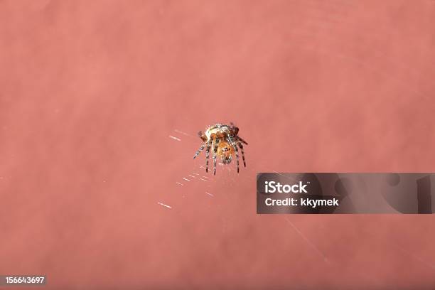 Spider Auf Nassen Stockfoto und mehr Bilder von Extreme Nahaufnahme - Extreme Nahaufnahme, Falle, Farbbild