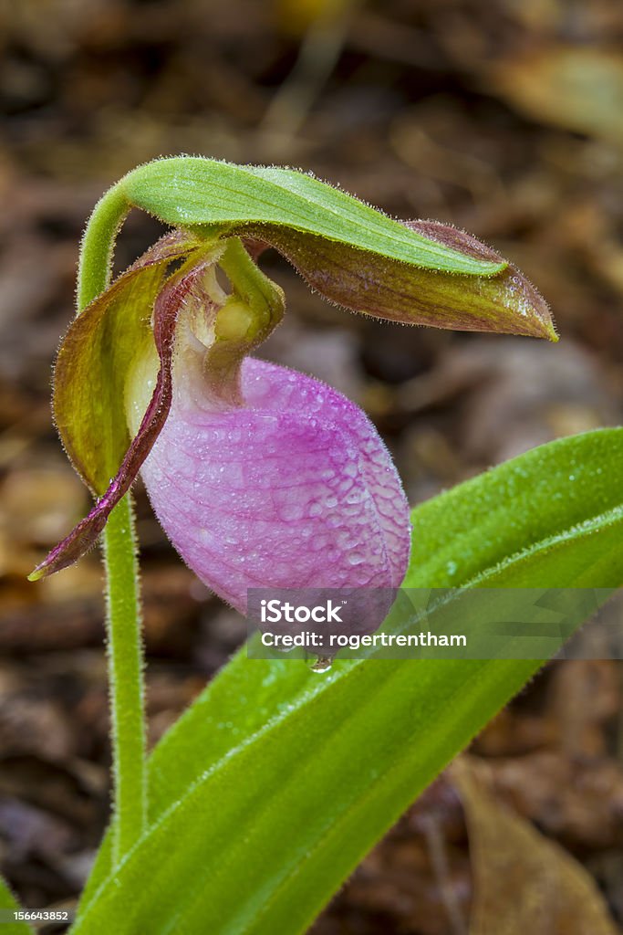 Stengelloser Frauenschuh Wildflower (Cypripedium Acaule) - Lizenzfrei Blatt - Pflanzenbestandteile Stock-Foto