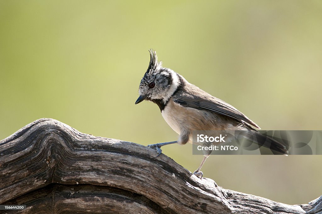 Chapim-de-poupa - Royalty-free Animal Foto de stock