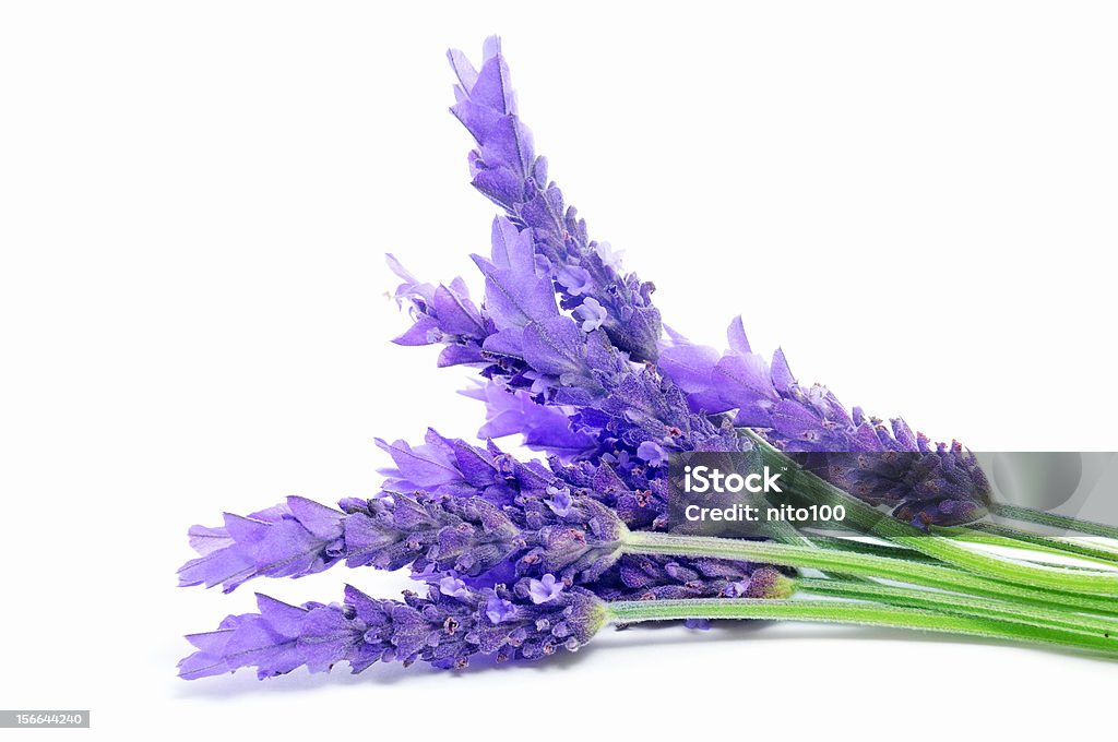 - Lavendel - Lizenzfrei Blumenstrauß Stock-Foto