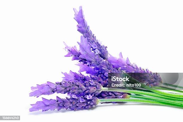 Lavendel Stockfoto und mehr Bilder von Blumenstrauß - Blumenstrauß, Bund, Lavendel