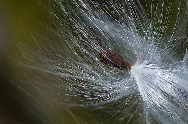 istock Nature Abstract – Milkweed Fibers 156644291
