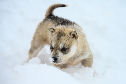 A greenland dog puppy in Tasiilaq, Ammassalik, East Greenland.