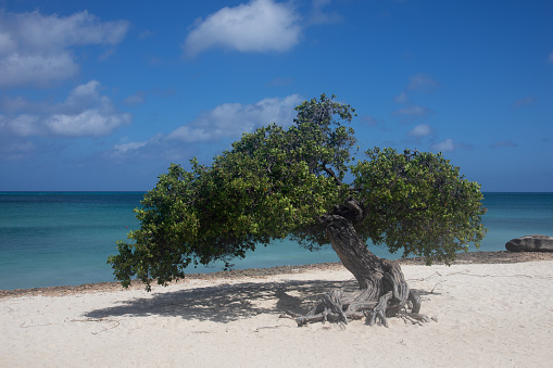 Aruba divi divi Fofoti  tree at Eagle beach