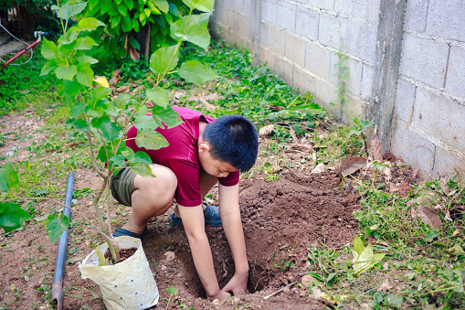 Asian kids boy dig the ground in preparation for planting a tree during the holidays at home people doing activities at home
