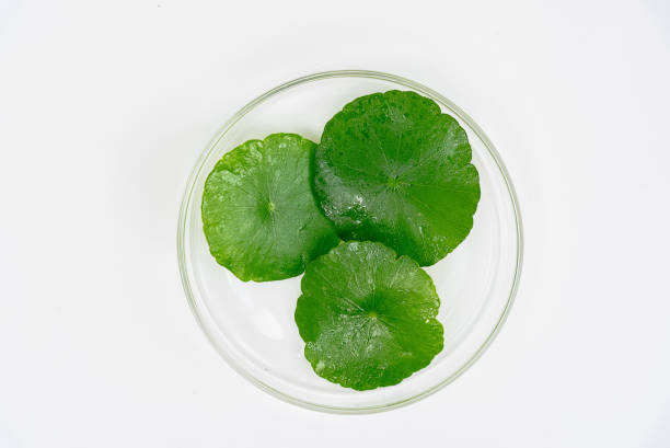 istock Top view glass beaker containing water and Centella asiatica decorated with erlenmeyer flask and round podium 1566488812