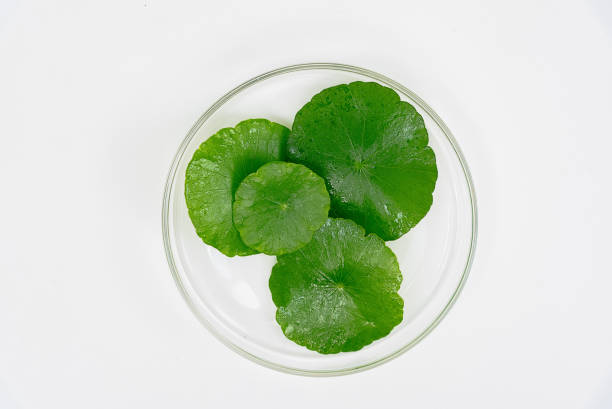 istock Top view glass beaker containing water and Centella asiatica decorated with erlenmeyer flask and round podium 1566488818