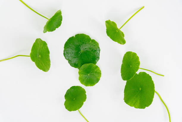 istock Top view glass beaker containing water and Centella asiatica decorated with erlenmeyer flask and round podium 1566488828