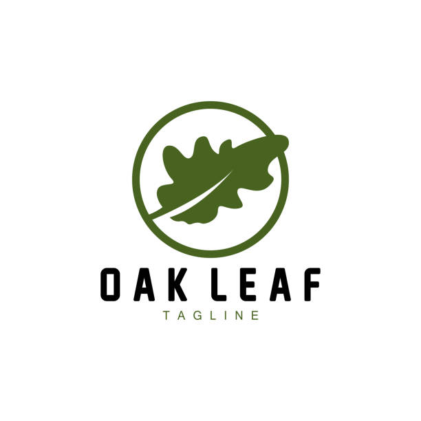 ilustrações de stock, clip art, desenhos animados e ícones de oak leaf logo design, simple green plant vector, template illustration - oak leaf oak tree acorn season