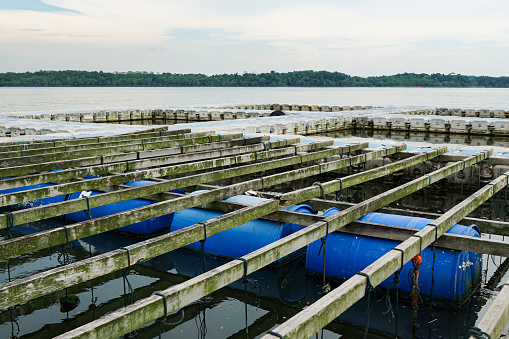 Green mussel farming at Straits of Johor, Malaysia