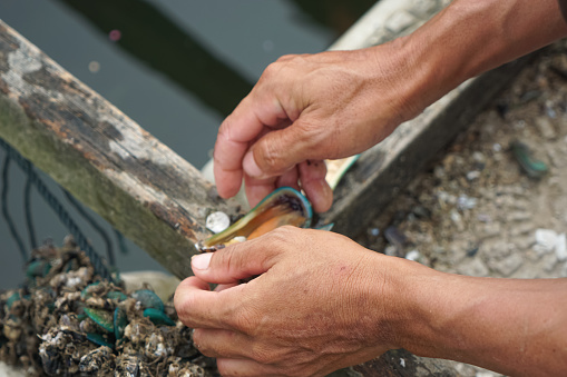 Close up of a fisherman hand opening a fresh green mussel in a mussles farm.