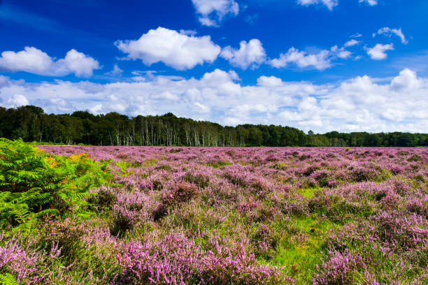 istock Heather New Forest Hampshire 1566575282