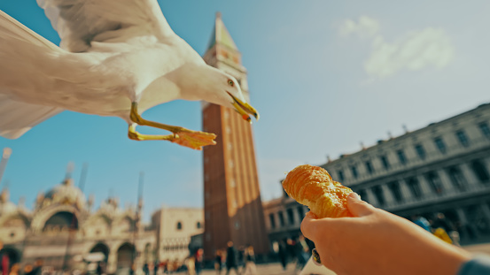 Man giving croissant to seagull at St. Mark's square