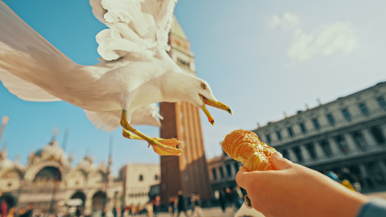 Man feeding croissant to seagull at St. Mark's square