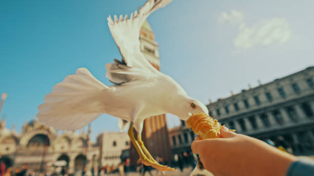 晴れた日に人がくれたクロワッサンを食べるカモメ - sunny day sunlight seagull ストックフォトと画像