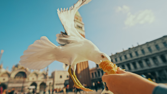 Seagull eating croissant given by man at St. Mark's square during sunny day