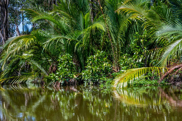 アジアのボルネオ島のマングローブ林 - bandar seri begawan ストックフォトと画像