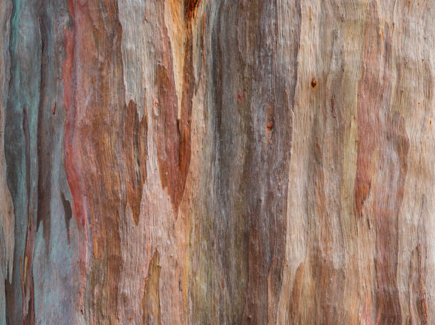istock Abstract texture background of colorful of eucalyptus deglupta bark (Rainbow Eucalyptus tree) 1566642080