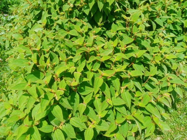 istock wild herbs soapbush or Koster's Curse close up 1566661396