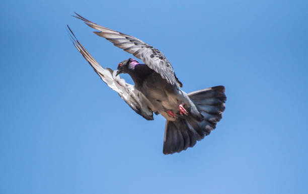 istock City pigeon maneuvers in flight 1566668780