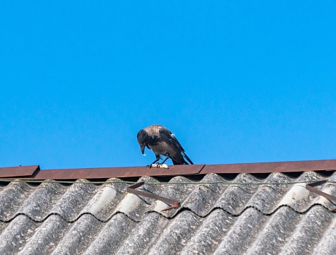 The crow on the roof eats its prey