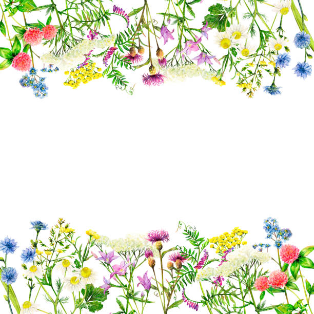 istock Realistic borders from meadow wildflowers - field bell, clover, yarrow, camomile, forget-me-not, cornflower, mouse pees and tansy hand-drawn. Watercolor floral natural illustration of delicate plants on white background 1566671481