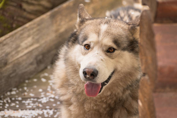 istock Malamute dog on a spring evening in the garden 1566673041