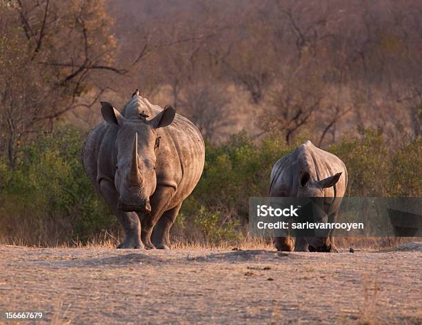 Photo libre de droit de Disparition De Veau Et Vache Blanche De Rhinocéros En Afrique Du Sud Pour Réserver banque d'images et plus d'images libres de droit de Afrique