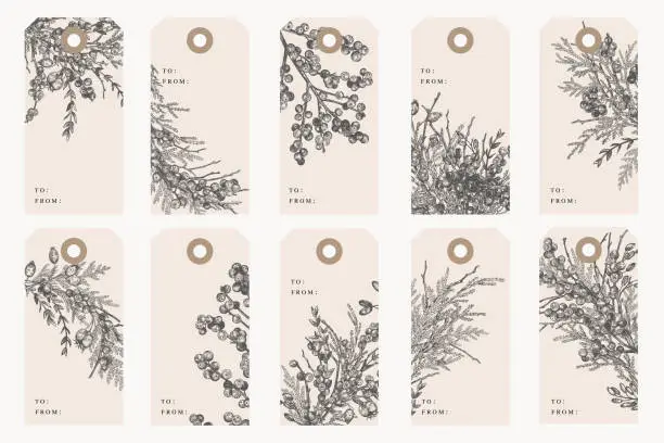 Vector illustration of Set of tags. Holly and juniper. Black