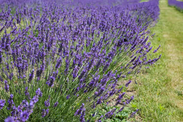 istock Blooming lavender on a field in sunny day 1566681000