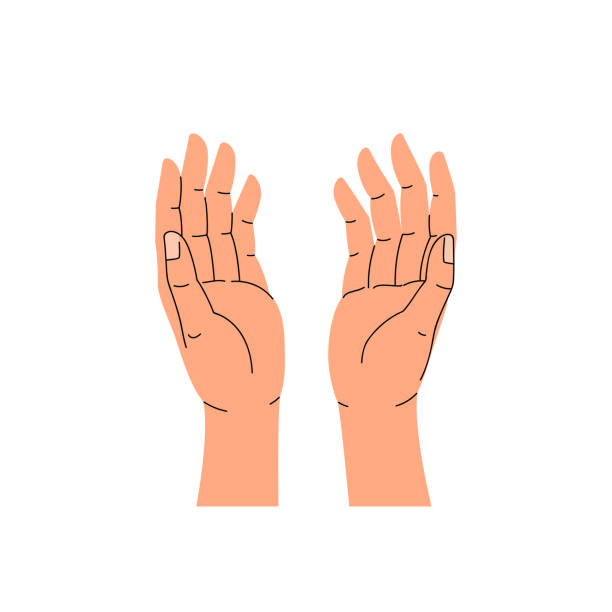 ilustrações, clipart, desenhos animados e ícones de ilustração vetorial plana de duas mãos abertas com palmas para cima, vista superior, isolada no fundo branco - palm up