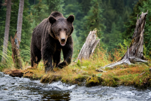Brown bear walks along the bank of a mountain river in a natural environment stock photo