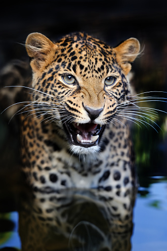 Close portrait of an adult angry leopard in water on a dark background