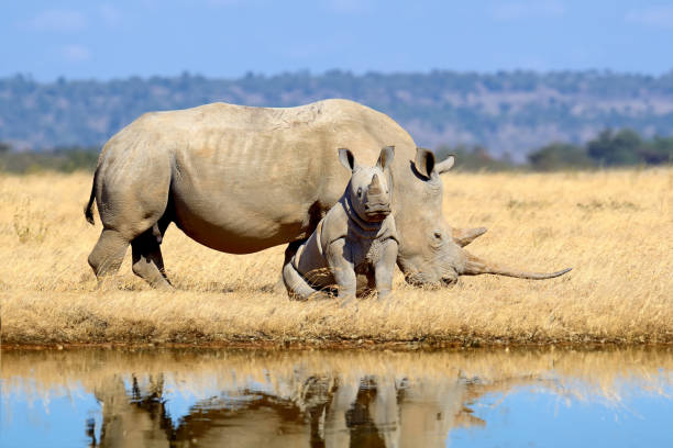 Family of rhinos are reflected in the water in the savannah stock photo