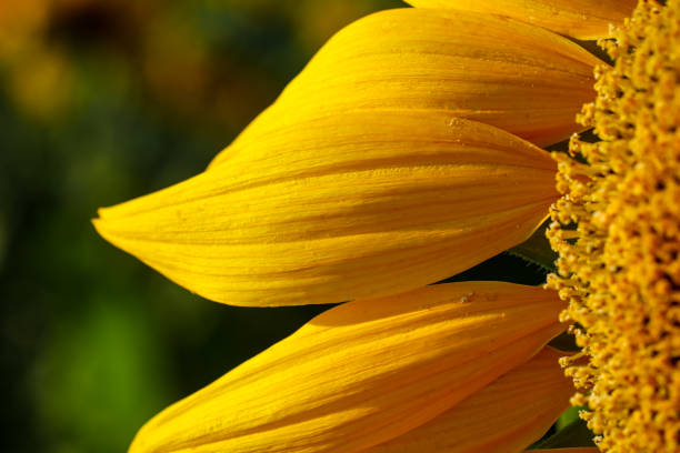 Sunflower extreme close up.