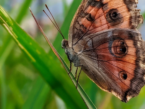 Macro photo of a butterfly from the side