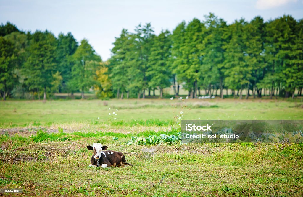 Vaca en campo - Foto de stock de Agricultura libre de derechos