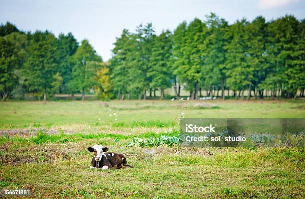 Foto de Vaca Em Campo e mais fotos de stock de Agricultura - Agricultura, Animal, Animal de Fazenda