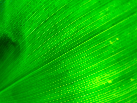 Photo of big green, translucent leaf