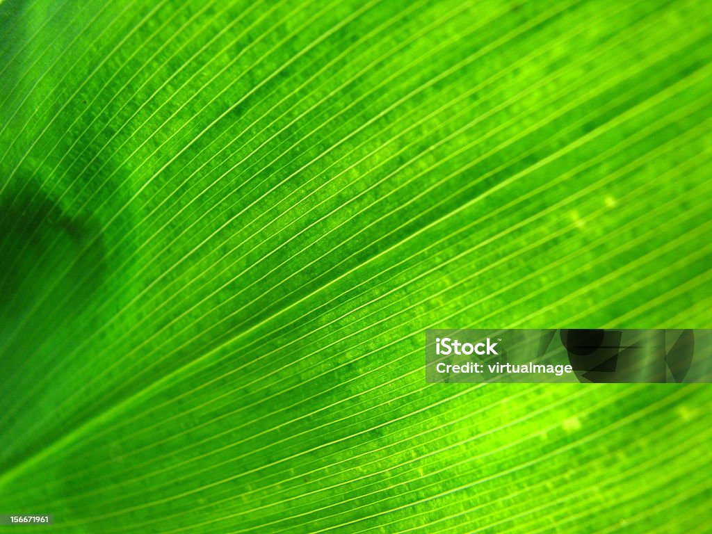 Zielony liść oświetlone z tyłu - Zbiór zdjęć royalty-free (Bez ludzi)