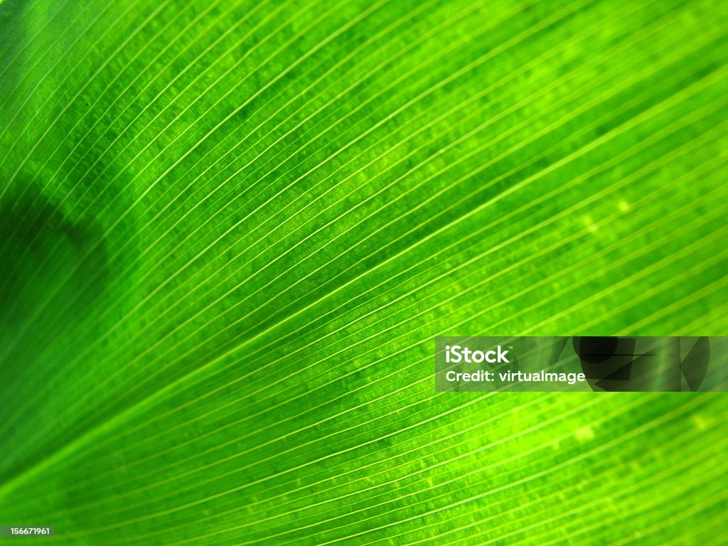 Green leaf iluminados de trás - Foto de stock de Beleza natural - Natureza royalty-free