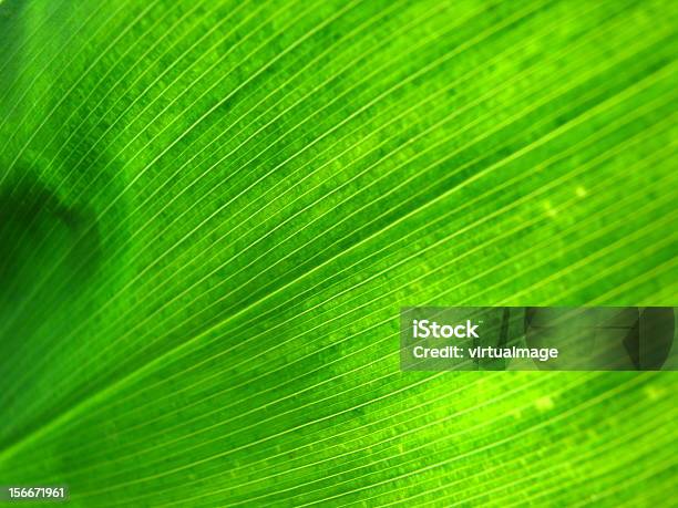 Foto de Green Leaf Iluminados De Trás e mais fotos de stock de Beleza natural - Natureza - Beleza natural - Natureza, Crescimento, Flora