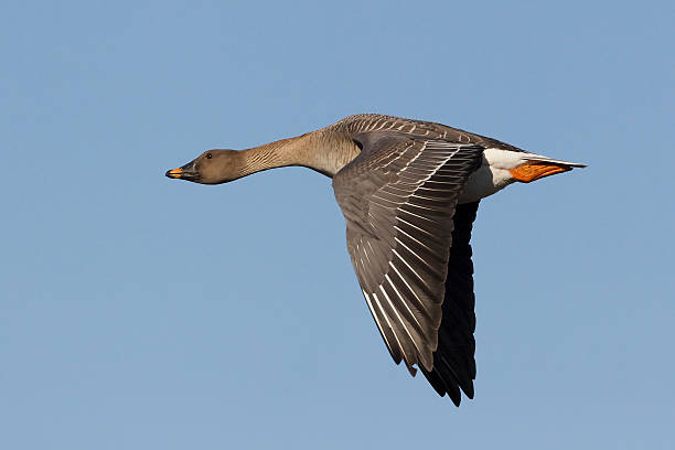 Bean Goose Flying Bean Goose Anser fabalis anser fabalis stock pictures, royalty-free photos & images