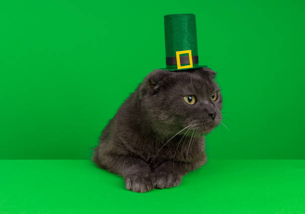 istock Cat in a green hat on a green background with copy space. 1566727625