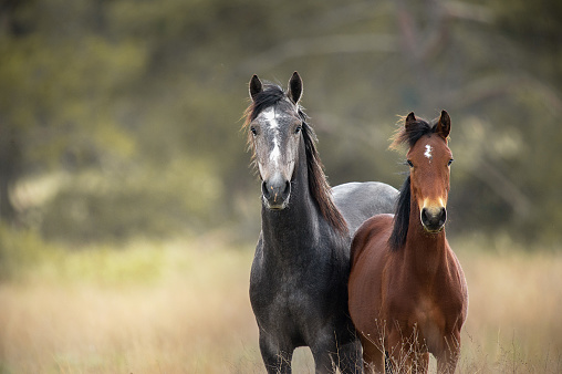 Large group of wild horses in nature