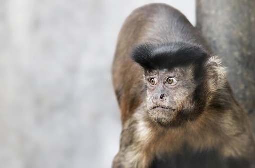 a photography of a monkey with a black head and a brown face, there is a monkey that is standing next to a tree.