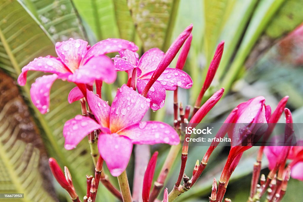 Hibisco Rosa na Monsoons - Royalty-free Ao Ar Livre Foto de stock