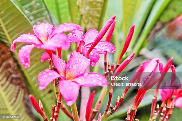Hibisco Rosa Na Monsoons - Fotografias de stock e mais imagens de Ao Ar Livre - Ao Ar Livre, Arranjo, Canteiro de flores