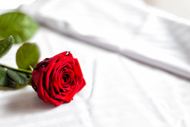 istock red rose on a bed on Valentine's day 1566740651